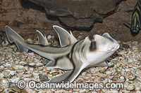 Port Jackson Shark (Heterodontus portusjacksoni). Also known as Bullhead, Oyster Crusher and Tabbijaw. Found on coastal reef throughout the southern part of Australia.