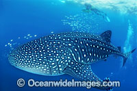 Whale Shark (Rhincodon typus) and Scuba Divers. Indo-Pacific. Found throughout the world in all tropical and warm-temperate seas. Classified Vulnerable on the IUCN Red List.