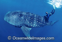 Diver and Whale Shark (Rhincodon typus). Image was taken in 1988 when little was known about whale sharks. Touching whale sharks is now considered inappropriate behavior. Whale Sharks are found in tropical and warm-temperate seas. Classified Vulnerable.