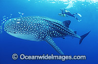 Whale Shark (Rhincodon typus) with Pilot Fish around mouth - and Scuba Diver. Indo-Pacific. Found throughout the world in all tropical and warm-temperate seas. Classified Vulnerable on the IUCN Red List.