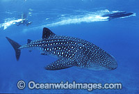 Whale Shark (Rhincodon typus) and Scuba Diver. Indo-Pacific. Found throughout the world in all tropical and warm-temperate seas. Classified Vulnerable on the IUCN Red List.