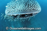 Whale Shark (Rhincodon typus) with Pilot Fish around mouth. Ningaloo Reef, Western Australia. Found throughout the world in all tropical and warm-temperate seas. Classified Vulnerable on the IUCN Red List.