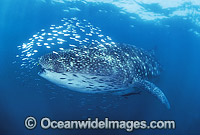 Whale Shark (Rhincodon typus) with schooling Herring around head and mouth. Ningaloo Reef, Western Australia. Classified Vulnerable on the IUCN Red List.