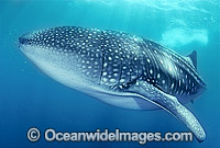 Whale Shark (Rhincodon typus). Ningaloo Reef, Western Australia. Found throughout the world in all tropical and warm-temperate seas. Classified Vulnerable on the IUCN Red List.