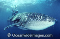 Diver and Whale Shark (Rhincodon typus). Image was taken in 1988 when little was known about whale sharks. Touching whale sharks is now considered inappropriate behavior. Whale Sharks are found in tropical and warm-temperate seas. Classified Vulnerable.