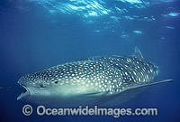 Whale Shark (Rhincodon typus) with mouth open in feeding position. Ningaloo Reef, Western Australia. Classified Vulnerable on the IUCN Red List.