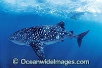 Whale Shark (Rhincodon typus) and Scuba Diver. Indo-Pacific. Found throughout the world in all tropical and warm-temperate seas. Classified Vulnerable on the IUCN Red List.