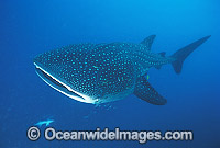 Whale Shark (Rhincodon typus). Ningaloo Reef, Western Australia. Found throughout the world in all tropical and warm-temperate seas. Classified Vulnerable on the IUCN Red List.