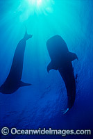 Whale Sharks (Rhincodon typus) silhouetted. Ningaloo Reef, Western Australia, Australia. Found throughout the world in all tropical and warm-temperate seas. Classified Vulnerable on the IUCN Red List.
