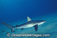 Galapagos Shark (Carcharhinus galapagensis). Found cosmopolitan in tropical and temperate seas throughout the world, but mostly in waters surrounding oceanic islands. Lord Howe Island, NSW, Australia