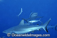 Grey Reef Shark (Carcharhinus amblyrhynchos). Great Barrier Reef, Queensland, Australia
