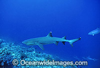Whitetip Reef Sharks (Triaenodon obesus). Great Barrier Reef, Queensland, Australia