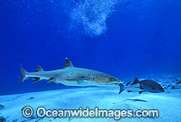 Whitetip Reef Shark (Triaenodon obesus). Great Barrier Reef, Queensland, Australia