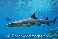 Whitetip Reef Shark (Triaenodon obesus). Great Barrier Reef, Queensland, Australia