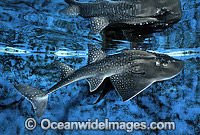 Shark Ray (Rhina ancylostoma). Also known as Bowmouth Guitarfish and Mud Skate (aquarium photo). New South Wales, Australia.