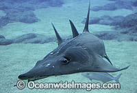 White-spotted Guitarfish (Rhynchobatus djiddensis). Also known as Giant Guitarfish, Sandshark, Whitespot Ray, Whitespot Shovelnose Ray, Sharkfin Ray and Shovelnose Shark. Found on Continental Shelf and tropical and warm temperate waters of Australia.