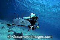 Scuba Diver with Southern Stingray (Dasyatis americana). 'Stingray City', Grand Cayman Island, British West Indies (Caribbean).