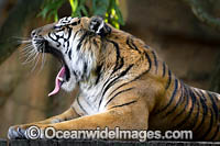 Sumatran Tiger (Panthera tigris sondaica), photographed in captivity. Classified Critically Endangered on the IUCN Red List.