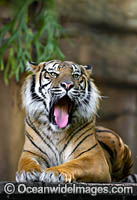 Sumatran Tiger (Panthera tigris sondaica), photographed in captivity. Classified Critically Endangered on the IUCN Red List.
