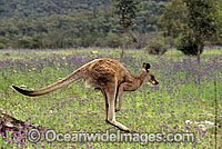 Eastern Grey Kangaroo (Macropus giganteus) - male hopping though flowering Paterson's Curse. Warrumbungle National Park, New South Wales, Australia