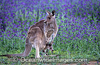 Eastern Grey Kangaroo (Macropus giganteus) - mother with joey in pouch amongst flowering Paterson's Curse. Warrumbungle National Park, New South Wales, Australia