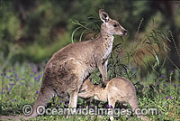 Eastern Grey Kangaroo (Macropus giganteus) - joey feeding on mothers milk. Warrumbungle National Park, New South Wales, Australia