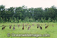 Eastern Grey Kangaroo (Macropus giganteus) - a large mob grazing on farm land. Coffs Harbour, New South Wales, Australia