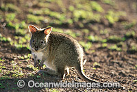 Red-necked Pademelon (Thylogale thetis) - juvenile. Found inhabiting rainforests and wet eucalypt forests of south-eastern Qld and eastern NSW, Australia. Photo taken Lamington National Park, Queensland, Australia.