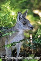 Forester Kangaroo (Macropus giganteus tasmaniensis), is recognised as the Tasmanian subspecies of the Eastern Grey Kangaroo (Macropus giganteus) found on mainland Australia. Photo taken in Tasmania, Australia.