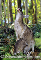 Forester Kangaroo (Macropus giganteus tasmaniensis) mother with joey in pouch, is recognised as the Tasmanian subspecies of the Eastern Grey Kangaroo (Macropus giganteus) found on mainland Australia. Photo taken in Tasmania, Australia.
