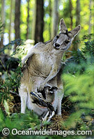 Forester Kangaroo (Macropus giganteus tasmaniensis) mother with joey in pouch, is recognised as the Tasmanian subspecies of the Eastern Grey Kangaroo (Macropus giganteus) found on mainland Australia. Photo taken in Tasmania, Australia.