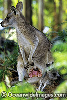 Forester Kangaroo (Macropus giganteus tasmaniensis) mother with joey exiting pouch, is recognised as the Tasmanian subspecies of the Eastern Grey Kangaroo (Macropus giganteus) found on mainland Australia. Photo taken in Tasmania, Australia.