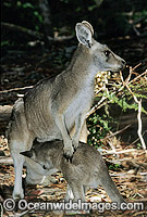 Forester Kangaroo (Macropus giganteus tasmaniensis) mother with joey suckling milk, is recognised as the Tasmanian subspecies of the Eastern Grey Kangaroo (Macropus giganteus) found on mainland Australia. Photo taken in Tasmania, Australia.