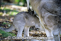 Forester Kangaroo (Macropus giganteus tasmaniensis) mother with joey entering pouch, is recognised as the Tasmanian subspecies of the Eastern Grey Kangaroo (Macropus giganteus) found on mainland Australia. Photo taken in Tasmania, Australia.