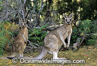 Forester Kangaroo (Macropus giganteus tasmaniensis) mother with an advanced joey, is recognised as the Tasmanian subspecies of the Eastern Grey Kangaroo (Macropus giganteus) found on mainland Australia. Photo taken in Tasmania, Australia.