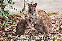 Red-necked Pademelon (Thylogale thetis) - mother with joey. Found inhabiting rainforests and wet eucalypt forests of south-eastern Qld and eastern NSW, Australia. Photo taken Lamington National Park, Queensland, Australia.