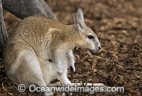 Northern Nailtail Wallaby (Onychogalea unguifera). Also known as Organ-grinder, Karrabul and Sandy Nailtail. Open woodland of Northern Australia