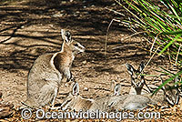 Bridled Nailtail Wallaby (Onychogalea fraenata). A species that once ranged widely, but now only found in open eucalypt and brigalow forests in a small area of central Queensland, Australia. Clasified Endangered on the IUCN Red List.