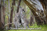 Eastern Grey Kangaroo (Macropus giganteus), mother with joey. Mornington Peninsula, Victoria, Australia.
