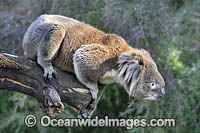 Koala (Phascolarctos cinereus), climbing on a tree branch. Victoria, Australia.