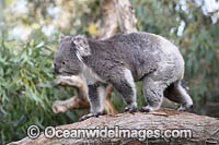 Koala (Phascolarctos cinereus), climbing on a tree branch. Victoria, Australia.