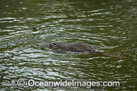 Duck-billed Platypus (Ornithorhynchus anatinus), in rainforest stream. Platypus are monotremes (egg laying mammals). Male Platypus has venomous spurs located on inside of their hind legs capable of injuring humans and killing animals. Tasmania, Australia.