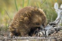 Short-beaked Echidna (Tachyglossus aculeatus). Found throughout most of temperate Australia and lowland New Guinea. The Tasmanian Echidna is larger than the mainland Echidna. Photo taken in Tasmania, Australia.
