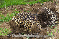 Short-beaked Echidnas (Tachyglossus aculaetus) - courting male and female. Echidnas are egg laying mammals found throughout Australia, Australia