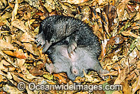 Short-beaked Echidna (Tachyglossus aculaetus) - young adolescent. Echidnas are egg laying mammals found throughout Australia