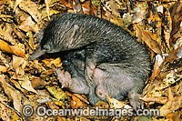 Short-beaked Echidna (Tachyglossus aculaetus) - young adolescent. Echidnas are egg laying mammals found throughout Australia