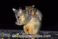 Common Brushtail Possum (Trichosurus vulpecula) - mother with baby in suburban backyard. Coffs Harbour, New South Wales, Australia