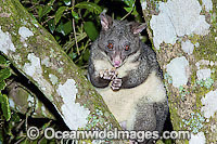 Mountain Brushtail Possum (Trichosurus caninus). Also known as Bobuck and Short-eared Brushtail Possum. Found in rainforests and forests of S.E. Qld, East NSW and southern Vic, Australia. Photo taken Lamington World Heritage National Park, Qld, Australia