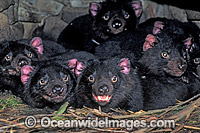 Den of Tasmanian Devil cubs (Sarcophilus harrisii). Tasmania, Australia