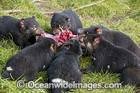 Tasmanian Devils (Sarcophilus harrisii), feeding on a carcass. A carnivorous marsupial of the family Dasyuridae, now found in the wild only on the Australian island state of Tasmania. Classified Endangered on the IUCN Red List of Threatened Species.